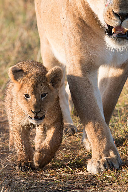 Lion cub with parent, Masai Mara, Kenya stock photo
