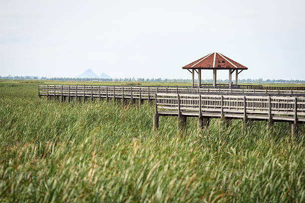 istock The traditional Thai style pavilion in lake. 503097907