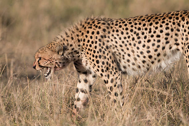 A Cheetah snarling and prowling. Taken on the Masai Mara, Kenya ,