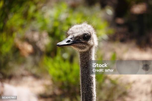 Foto de Acho Que É Minha Vez Na Busca e mais fotos de stock de Alto - Descrição Geral - Alto - Descrição Geral, Animais de Safári, Animal