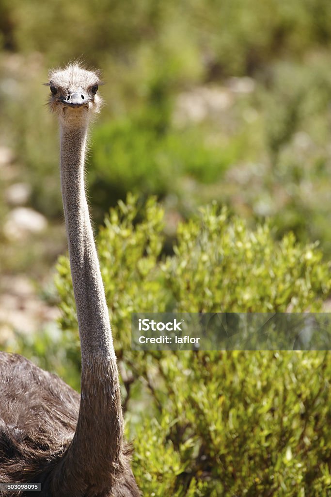 Tenho meus olhos com você! - Foto de stock de Alto - Descrição Geral royalty-free