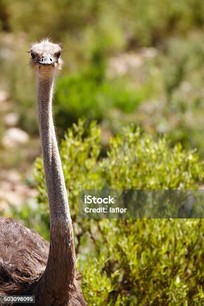 Foto de Tenho Meus Olhos Com Você e mais fotos de stock de Alto - Descrição Geral - Alto - Descrição Geral, Animais de Safári, Animal