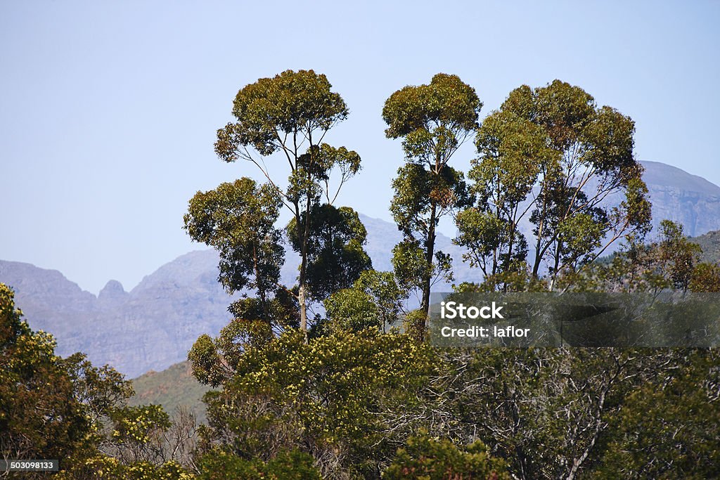 Vert est un premier choix de la couleur du monde - Photo de Afrique libre de droits