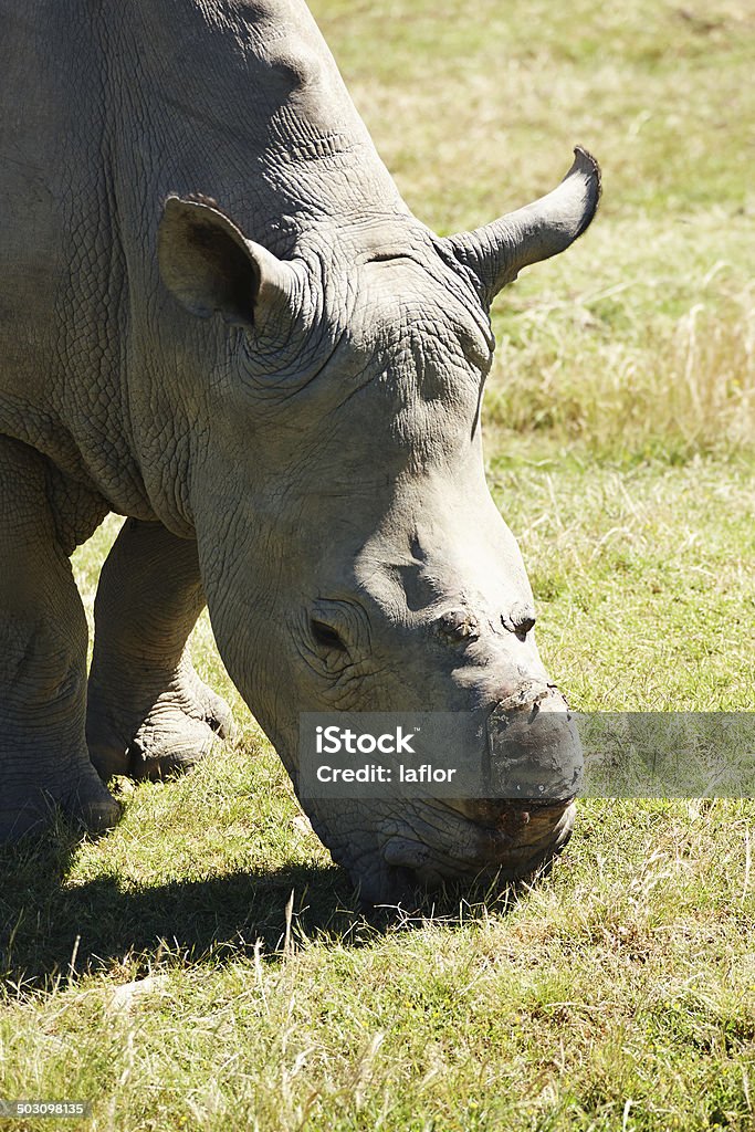 Sou um sobrevivente manter em pé! - Royalty-free Alimentar Foto de stock