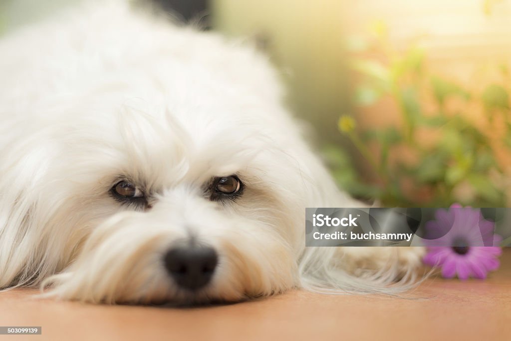 Soft Look White Small dog lying on the floor and a purple flower lies next to him. Animal Stock Photo