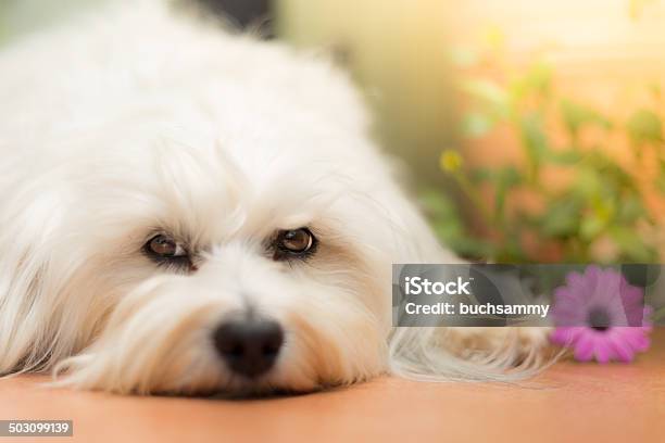 Soft Look Stock Photo - Download Image Now - Animal, Animal Body Part, Animal Eye