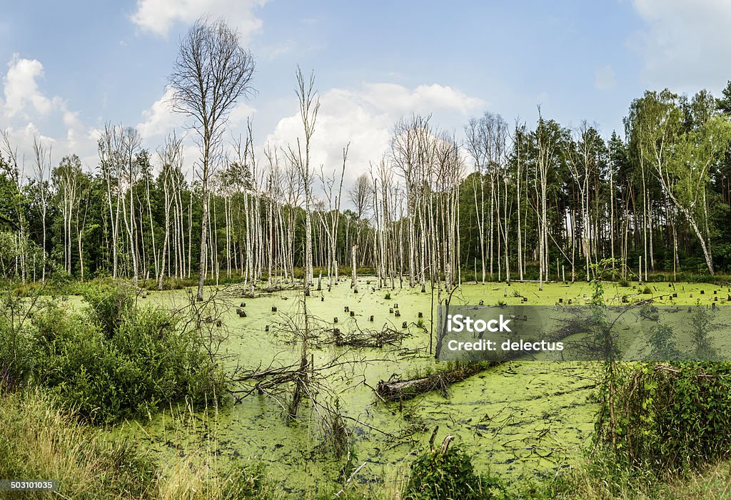 Moor am Rande des Spreewald - Lizenzfrei Deutschland Stock-Foto