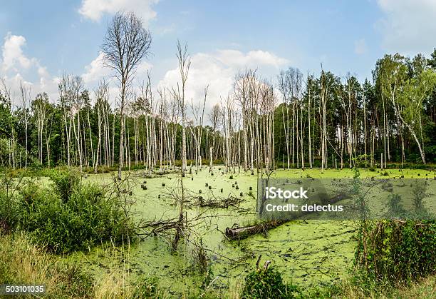 Moor On The Edge Of The Spreewald Stock Photo - Download Image Now - Bog, Germany, Beauty In Nature