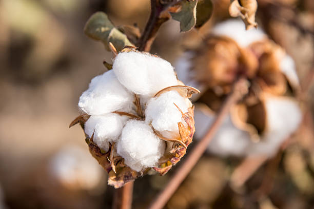 Cotton Cotton Bolls on the Plant weaverbird photos stock pictures, royalty-free photos & images