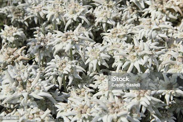 Edelweiss Blumeleontopodium Alpinum Stockfoto und mehr Bilder von Edelweiß - Blume - Edelweiß - Blume, Blatt - Pflanzenbestandteile, Kräutermedizin