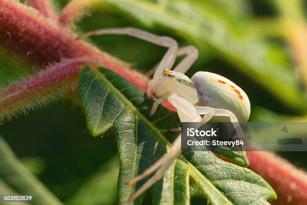 Small Spider Stock Photo - Download Image Now - Animal, Animal Body Part, Animal Leg