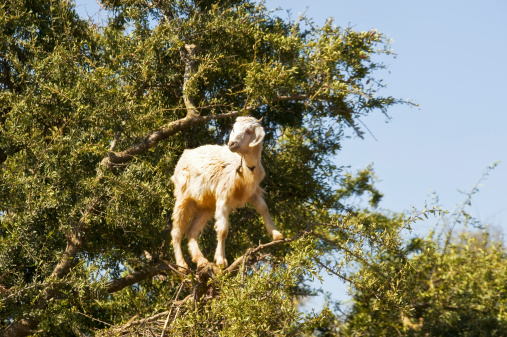 The Argan tree is endemic for Morocco and Algiers.  The tree produces the Argan Oil.  Goats like to climb  the thorny tree to eat the fruits.