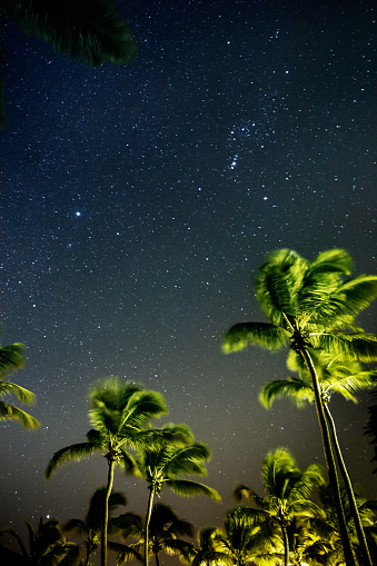Palm trees with starry sky in the Caribbean