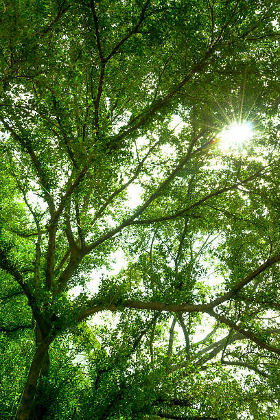 istock Forest trees, green leaves and sunlight background 503104300