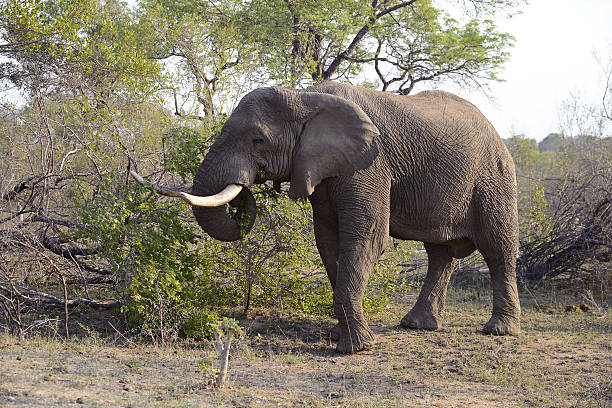 elefantes, parque nacional de kruger, sudáfrica - south africa addo animal elephant fotografías e imágenes de stock