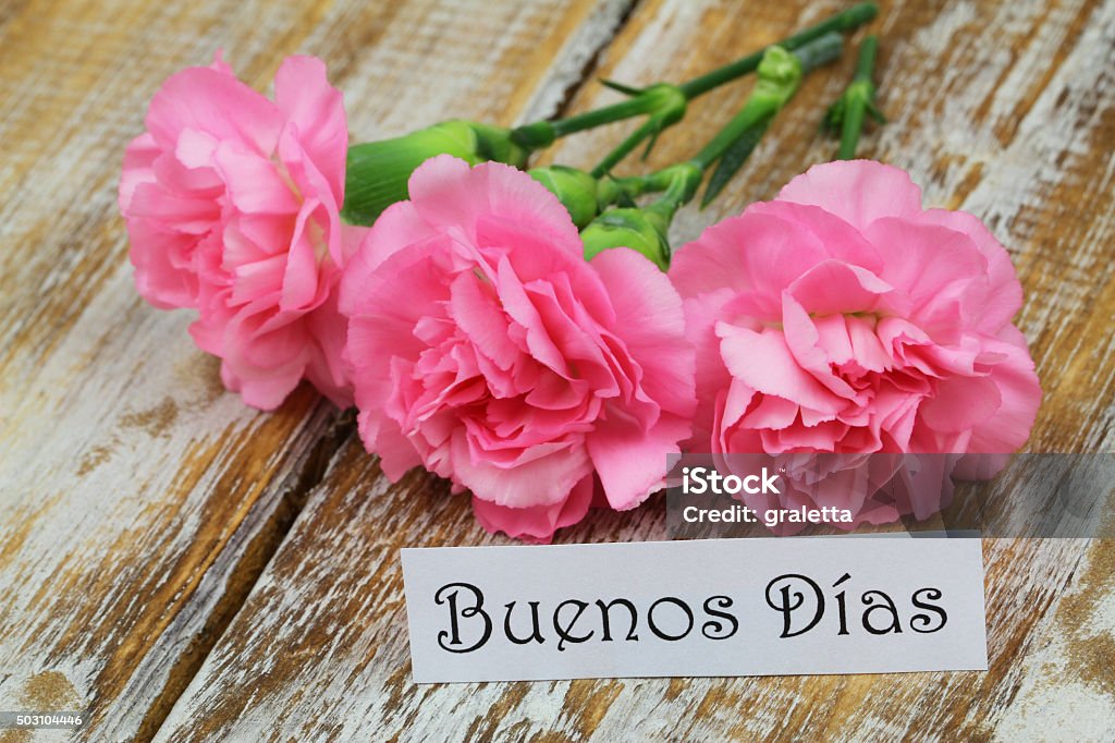 Foto de Buenos Dias Com Cravos Cartãoderosa e mais fotos de stock de Cartão de Felicitação - iStock Foto de Buenos Dias Com Cravos Cartãoderosa e mais fotos de stock de Cartão de Felicitação - iStock