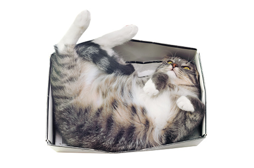 cat lying in box on white background. High-key photo technique