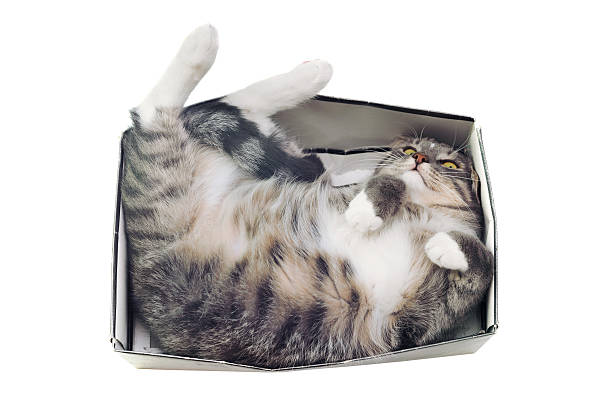 cat lying in box on white background stock photo