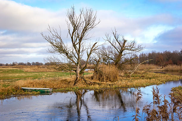 istock Details of Reed in Winter. 503104956