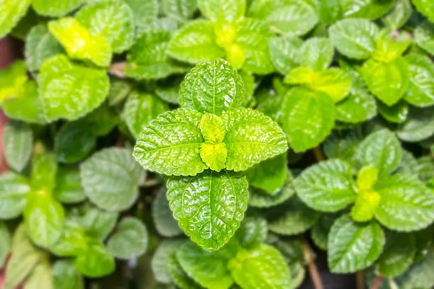 Photo of Peppermint Fresh beautiful Isolated on blur background