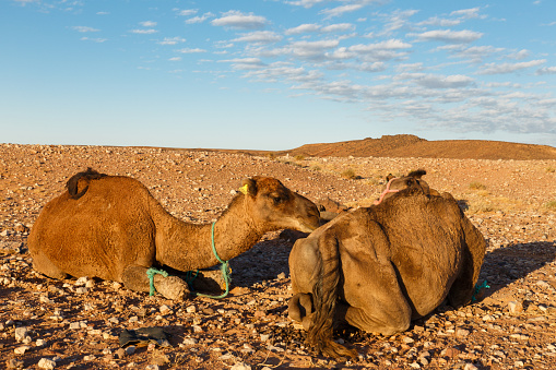 camels lie on stones in the Sahara desert, Morocco