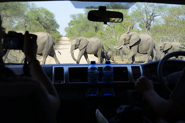 istock Elephants, Kruger National Park, South Africa 503108244