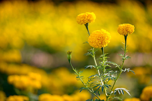 istock Orange daisies outdoors 503108250