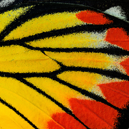 Butterfly, Closeup Painted Jezebel butterfly's wing.(Deilas hyparete)