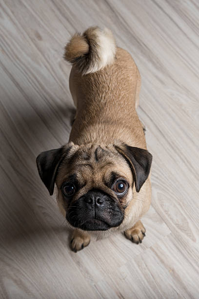 istock Pug puppy standing on the floor 503108426