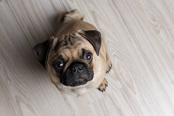 istock The pug puppy closeup 503108440