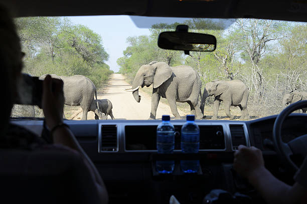 elefantes, kruger national park, áfrica do sul - kruger national park national park southern africa africa imagens e fotografias de stock