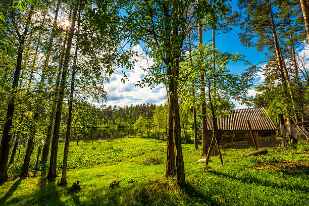 istock Log cabin on the shore of forest lake 503108638