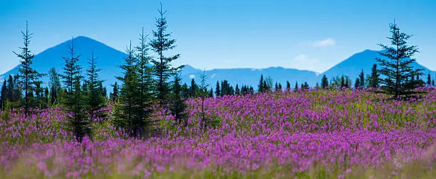 Fireweed blooms in an Alaskan valley with mountains and evergreen trees in the background.