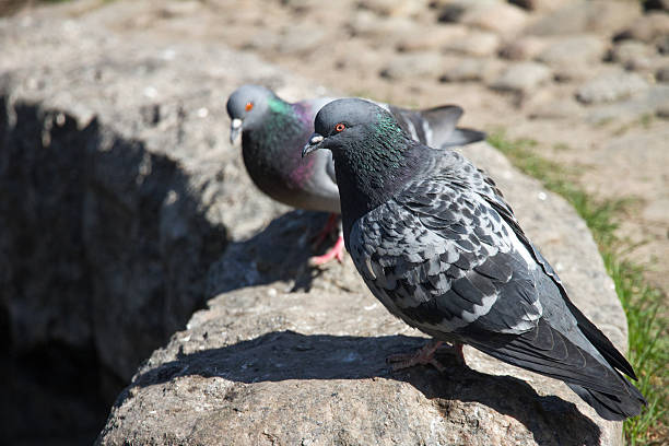 istock Pigeons sit on the fence 503109516