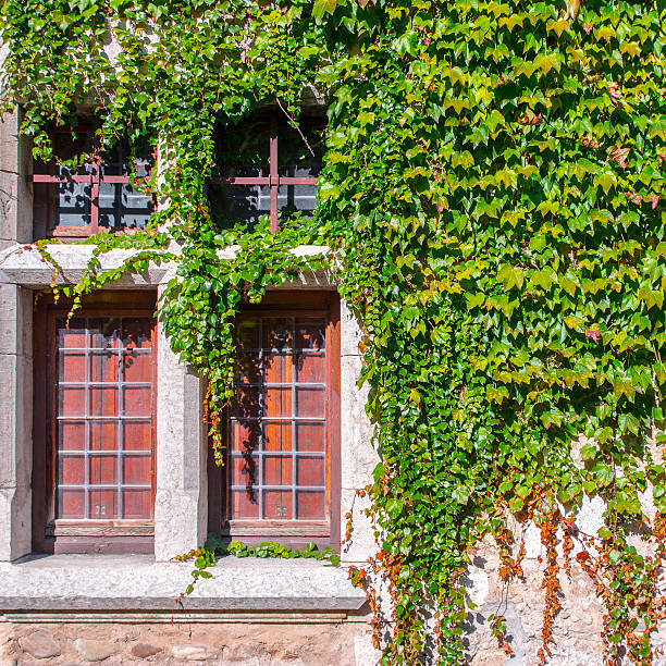 istock Creeper ivy plant on old stone medieval wall with window 503109862