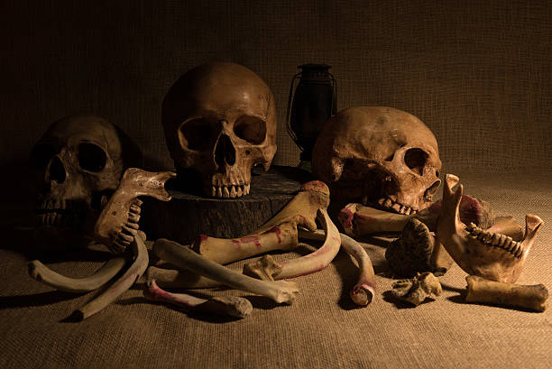 istock still life with skulls and bones 503110586