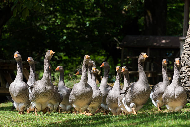 Foie gras gansos en la granja de ganso - foto de stock