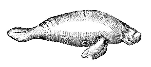 ilustraciones, imágenes clip art, dibujos animados e iconos de stock de anticuario ilustración de manatee - manatee