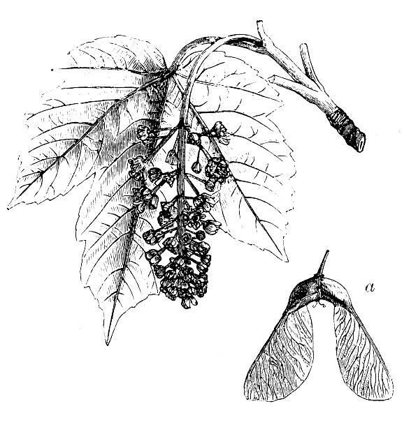 istock Antique illustration of Acer pseudoplatanus (sycamore or sycamore maple) 503112397