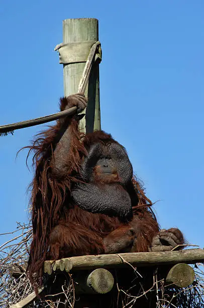 Orangatang perches on his platform and holds his rope security.  Rustic wooden planks support his massive weight.