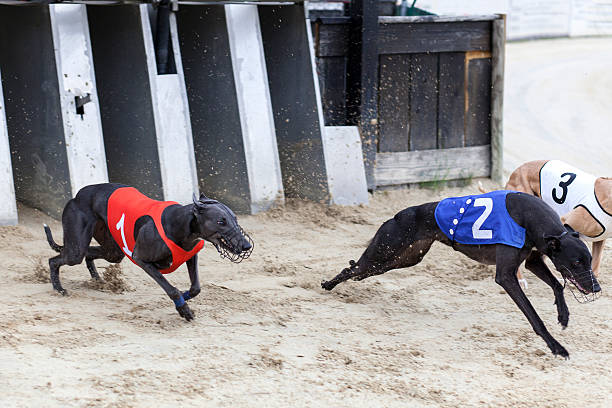 Starting greyhounds on racetrack Starting greyhounds on racetrack. Traditional greyhound uniforms - no specific property traceable. Minor motion blur greyhounds free betting stock pictures, royalty-free photos & images