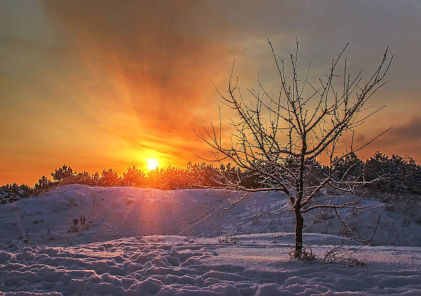 istock winter sunset in the forest 503114156