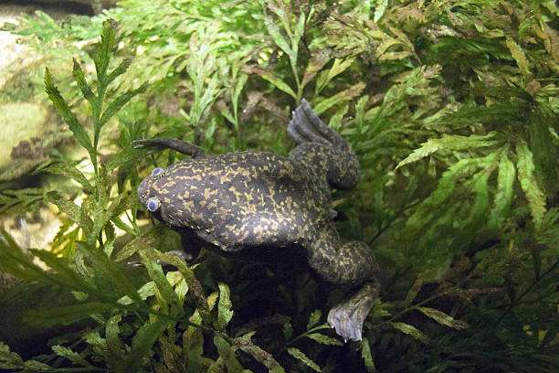 African Clawed Frog stock photo
