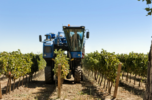 Grape harvester working in the vineyard of red grapes. Summer in Casablanca valley, Chile.