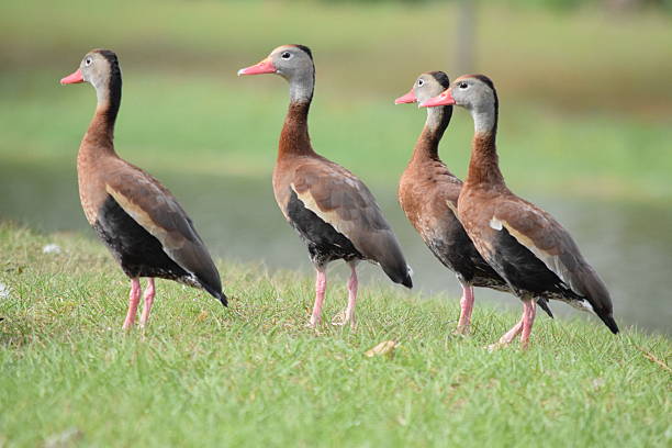 istock Black-bellied Whistling-Ducks 503115676
