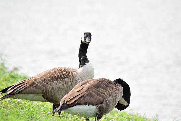 istock Male and Female Canada Geese 503115942