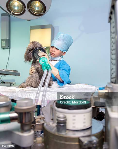 Photo libre de droit de Vétérinaire Chirurgie Préparation banque d'images et plus d'images libres de droit de Animaux de compagnie - Animaux de compagnie, Animaux domestiques, Appareil respiratoire