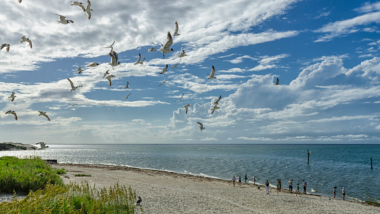 Seagulls off the coast of Ocracoke Island in the Outer Banks