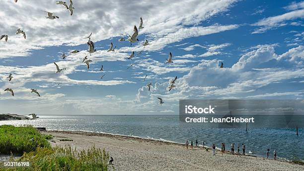 Seagulls On The Coast Stock Photo - Download Image Now - Ocracoke Island, North Carolina - US State, Beach