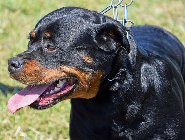 istock Rottweiler dog portrait 503116351